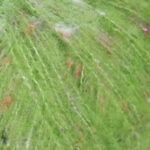 005 Lawn